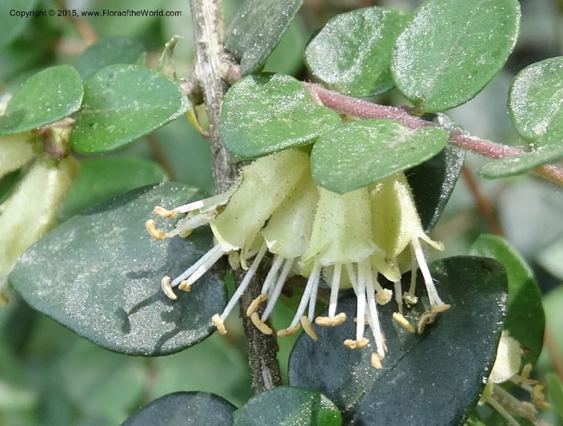 Lonicera, Boufford, D 43595--China. Sichuan. Tudiling Tunnel. 6 May 2014. DSC03860 (52).JPG