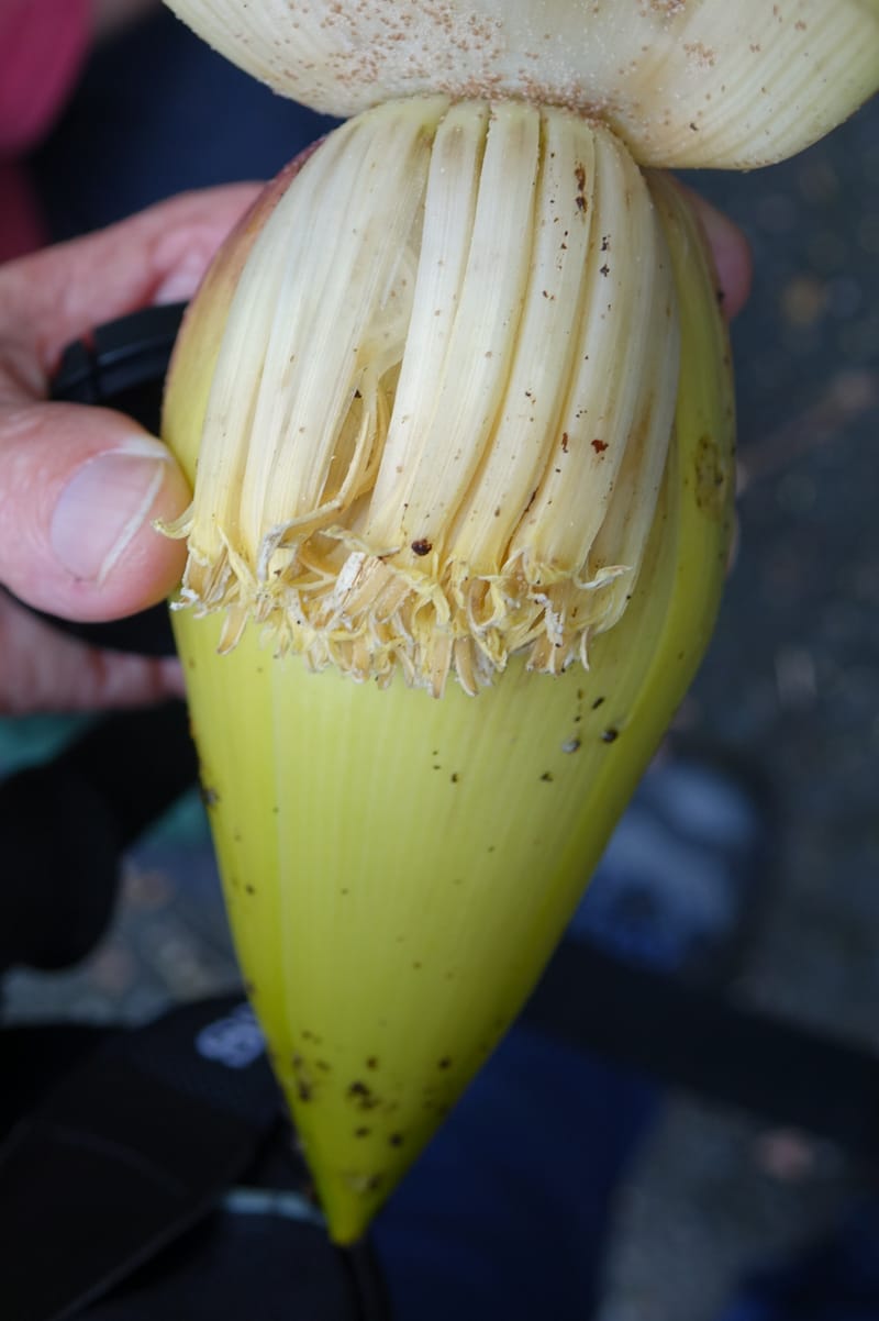 Musa formosana, Chung Kuo-Fang 3351--Taiwan. Wulai Distr. Wulai village. Hsing Hsian Trail. 19 May 2016. DSC03046 (164).JPG