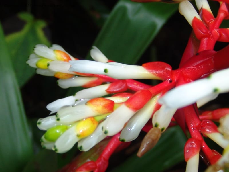 Guzmania testudinis, Croat 95114--Ecuador. Prov. Esmeraldas. Alto Tambo. 21 Feb 05. 131.jpg