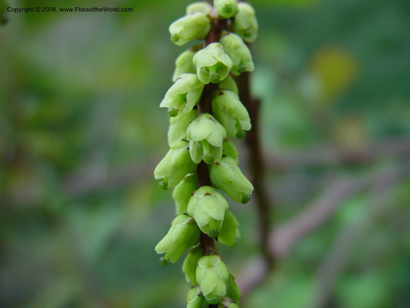 Stachyurus szechuanensis, 95.0473--CA. UC Berkeley Bot. Garden. 11 Feb 03. 028.jpg