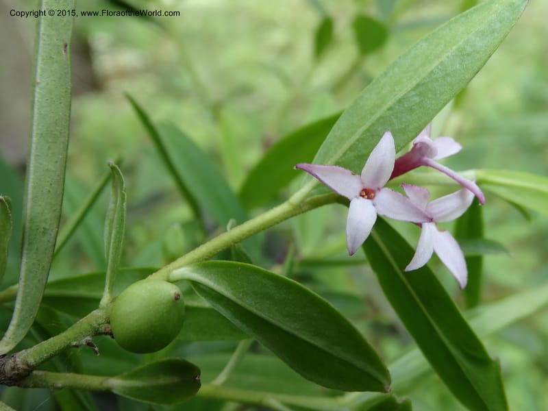 Daphne, Boufford, D 43593--China. Sichuan. Tudiling Tunnel. 6 May 2014. DSC03860 (71).JPG