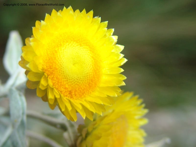 Helichrysum albolanatum--So.Africa. Mpumal. Buffelskloof Private Nat. Res. 17 Mch 05. 347.jpg