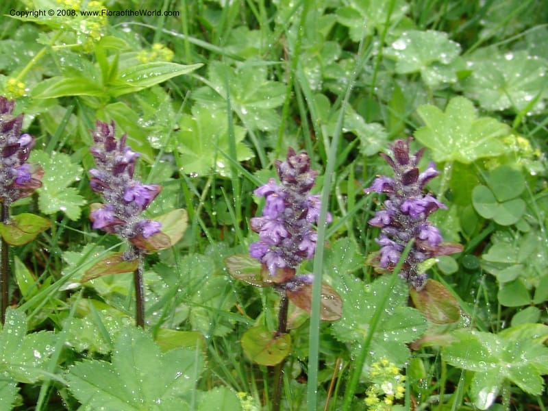 Stachys officinalis--Georgia. 2 km S of Bakuriani, rd to Khrats'koros. 6 Jun 05. 038.jpg