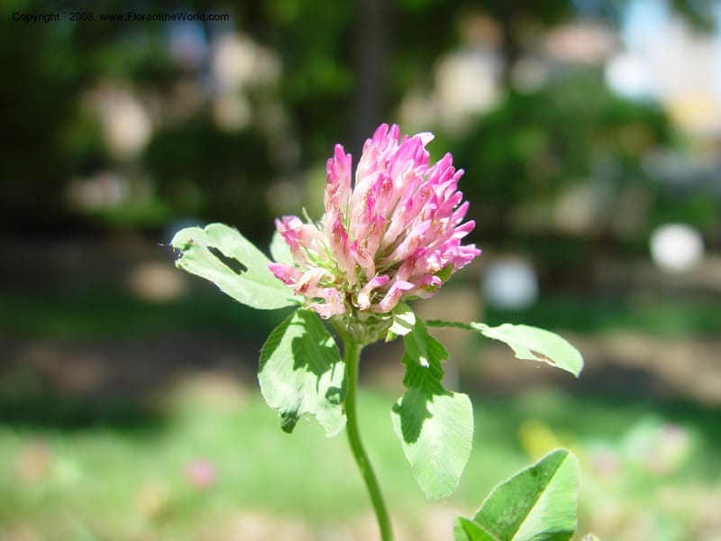 Trifolium pratense--Italy. Tuscany. Univ. Firenze, Giard. dei Simplici, Florence. 22 May 03. 005.jpg