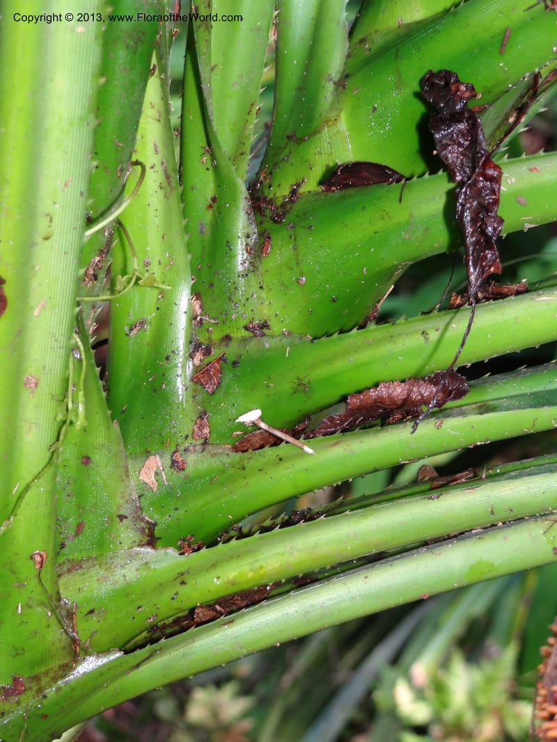 Pandanus fusinus, Callmander 1006--Sarawak. Gunong Fairy. 27 Mar 2012. DSC05525 (16).JPG
