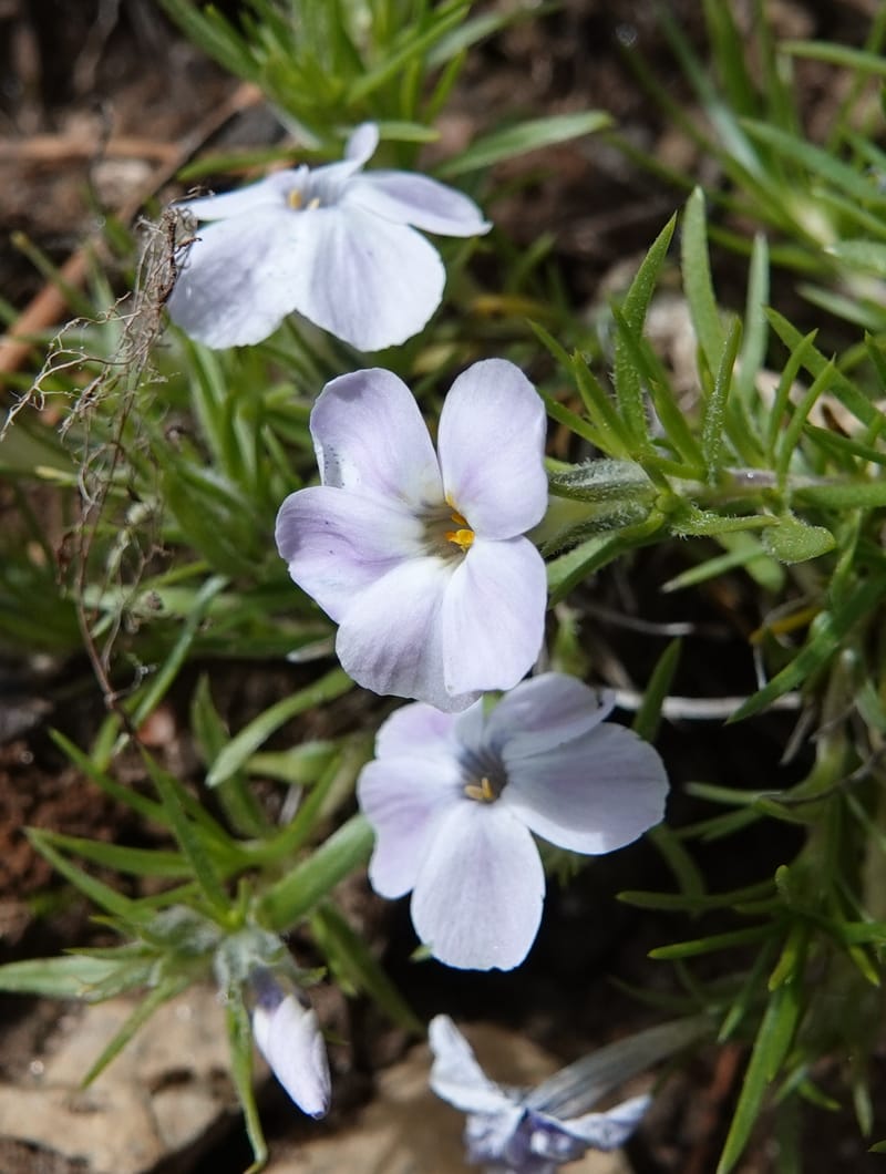 Phlox caespitosa, C. Davidson 13842--ID. Shoshone Co. Freezeout Rd. FR 301. 10 Jul 2018. DSC06582 (251).JPG