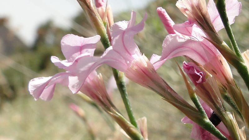 Acantholimon blakelockii, EC.3--Iraq. Kurdistan. Shakh-i Pira Magrun. Zewiya. 12 June 2010. 151 (13).jpg