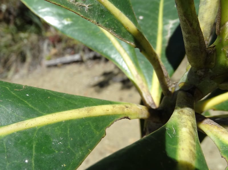 Strasburgeria robusta, Lowry, P 7371--New Caledonia. Mont Dzumac. 12 Nov 2015. DSC01563 (165).JPG