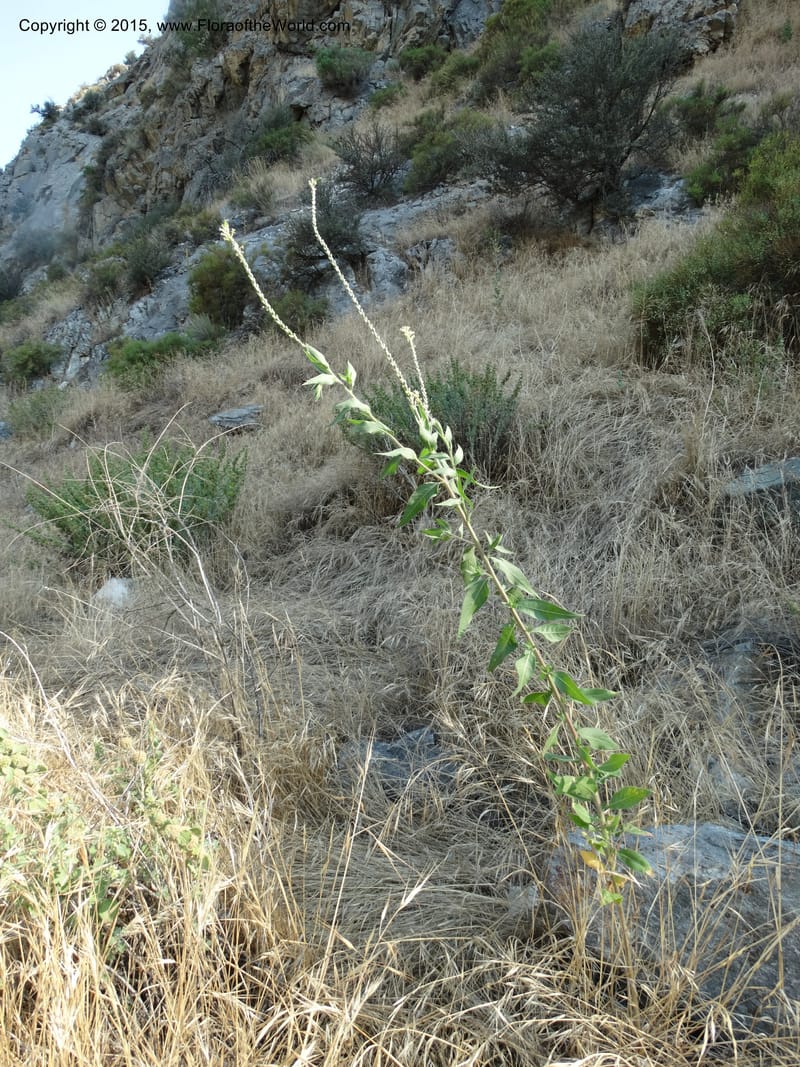 Gaura parviflora, Davidson, C 12604--ID. Idaho Co. North of Riggins. 16 Jul 2014. DSC00589 (12).JPG