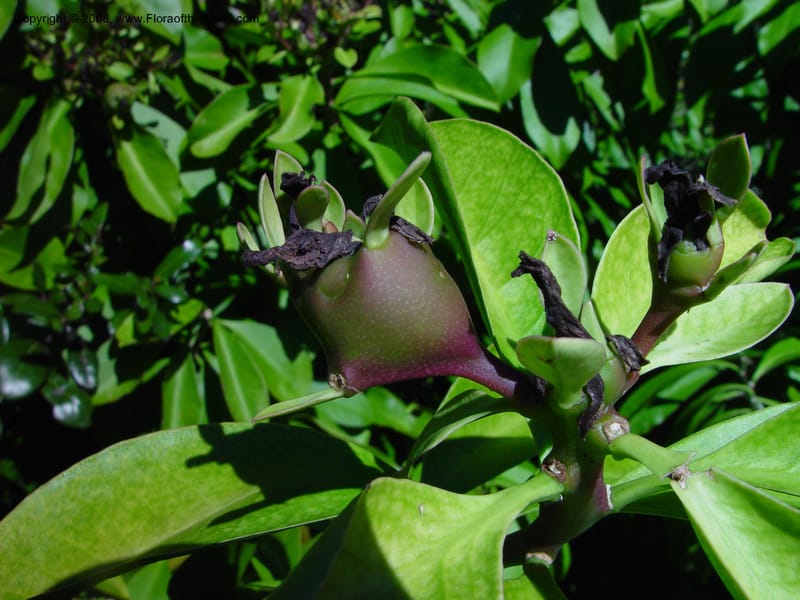 Pereskia grandifolia--FL. Orange Co. Harry Leu Garden. 5 Jan 03. 083.jpg
