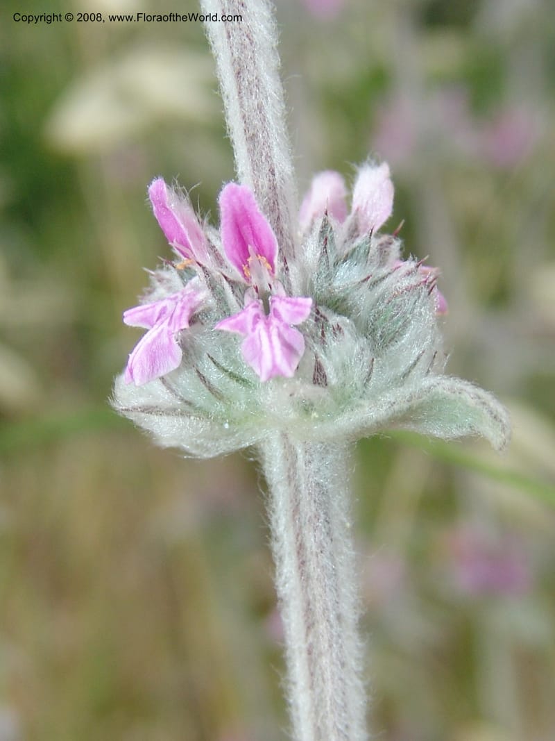 Stachys cretica--Crete. Ep. Kisamos. Sirikari Gorge. 25 May 05. 307.jpg