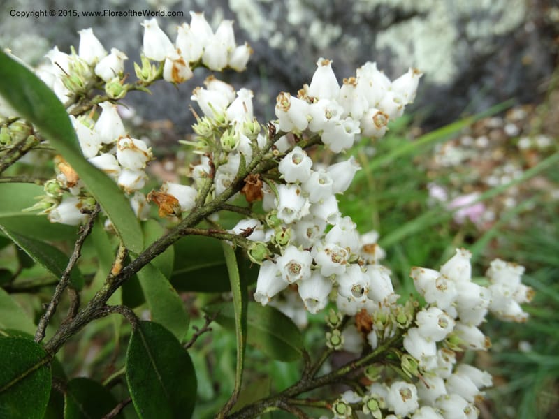 Pieris floribunda, Davidson, C 12956--North Carolina. Trans. Co. Devil's Courthouse View. 12 May 2015. DSC04151 (17).JPG