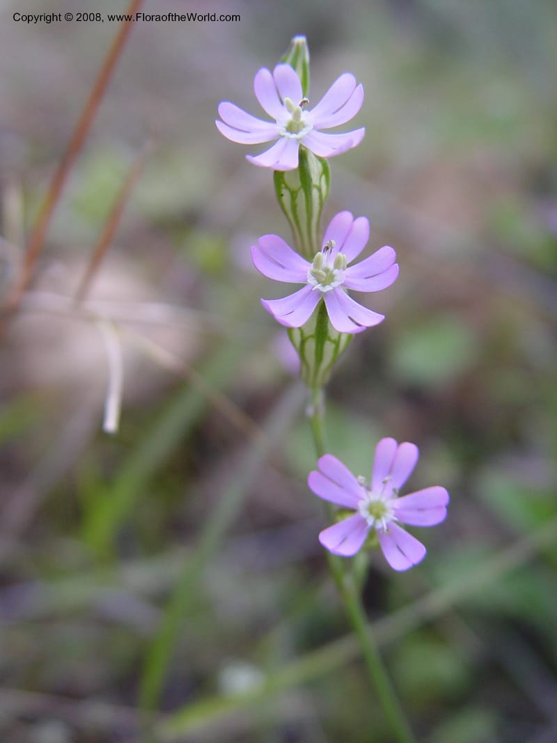 Silene colorata--Spain. Andalucia. E of Orgiva. Barranco de los Lobos. 14 Apr 04. 147.jpg