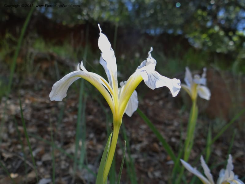 Iris tenuissima, Davidson, C 12132--Calif. Nevada Co. 19 Apr 2013. DSC03196 (2).JPG