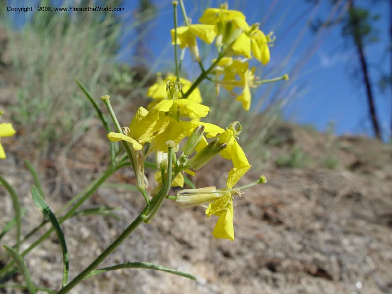 Erysimum--ID. Idaho Co. Salmon R. Polly Bemis Ranch. 9 May 04. 031.jpg