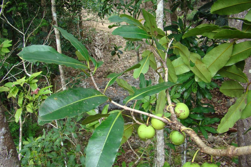 Mammea, M. Callmander 768--New Caledonia. Upper Tene River Valley. 19 Jan 2010. 377 (95).jpg