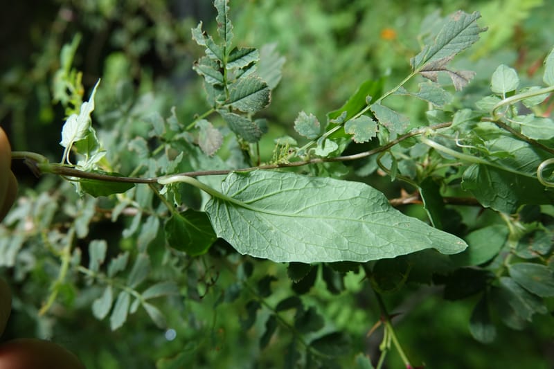 Codonopsis, C. Davidson 13768--China. Sichuan. Yibailingba-gou. 12 Aug 2017. DSC04660 (90).JPG