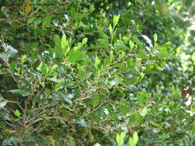 Erythroxylum, ROR1589--Madag. Parc Nat. Montagne d'Ambre. 11 Nov 06. 184.jpg