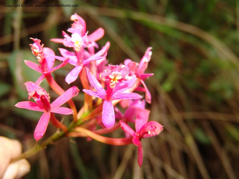 Epidendrum secundum--Peru. Macchu Pichu. 23 Oct 07. 262.jpg