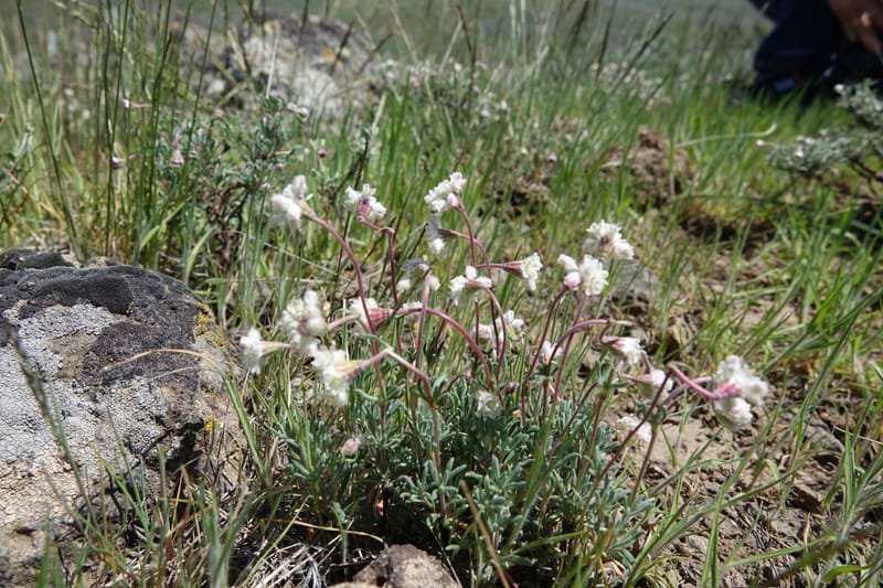 Eriogonum thymoides, C. Davidson 13549--ID. Blaine Co. Rock Creek Preserve. TNC. 13 May 2017. DSC00171 (186).JPG