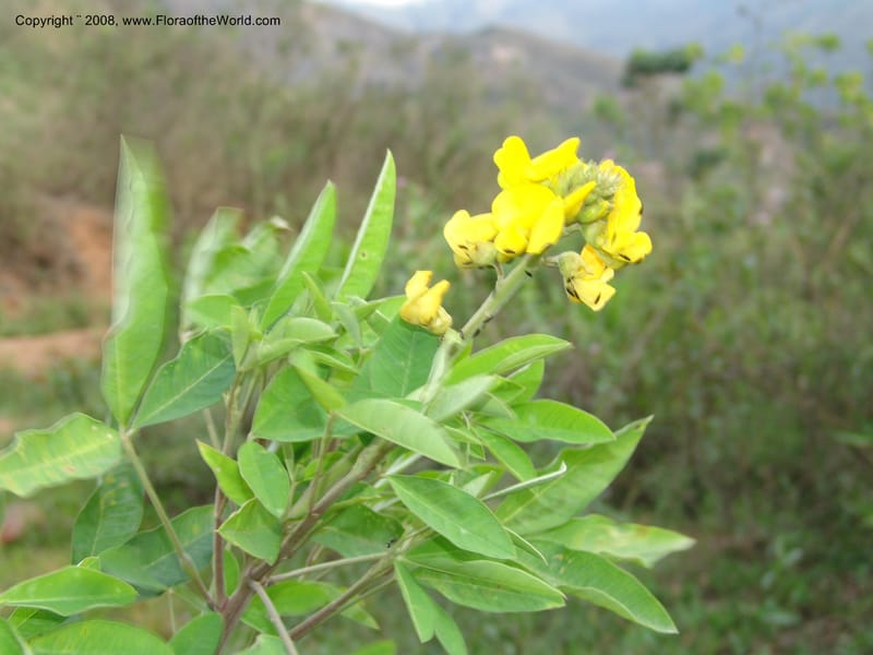 Crotalaria, RVasquez33171--Peru. Cusco. La Conv. Sta Ana. Huayanay. 2 Nov 07. 142.jpg