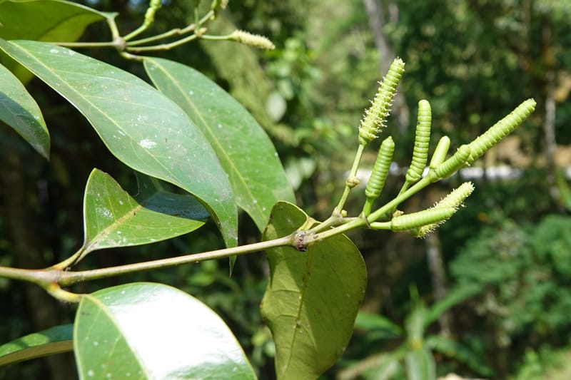 Gnetum catasphaericum, D. Boufford 44101--China. Yunnan. Lao jun Shan. 30 Apr 2018. DSC00424 (574).JPG