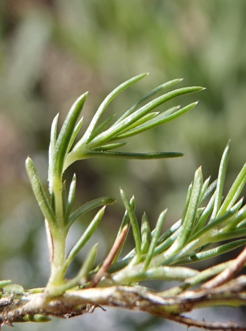 Phlox caespitosa, C. Davidson 13842--ID. Shoshone Co. Freezeout Rd. FR 301. 10 Jul 2018. DSC06582 (416).JPG