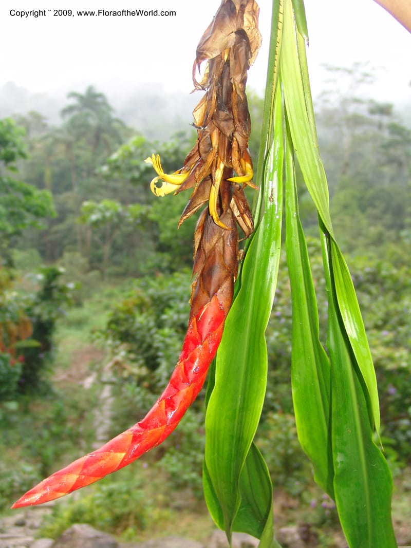 Pitcairnea, DNeill15736--Ecuador. Prov. Zamora Ch. Rio Nangaritza ca Las Orquideas. 15 Sep 07. 352.jpg