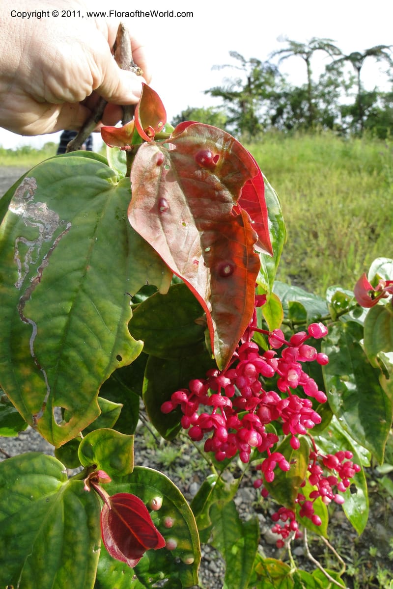 Medinilla, M. Tuiwawa 4920--Fiji. Area of Monasavu Dam I. 9 Feb 2011. 490 (13).jpg