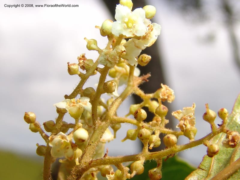 Maesa lanceolata--So.Africa. E. Cape. Umtamvuna Nat. Res. 11 Mch 05. 024.jpg