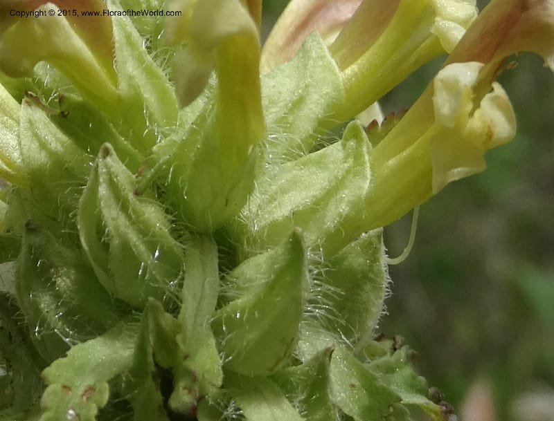 Pedicularis canadensis, Davidson, C 12963--North Carolina. Trans. Co. NC 215 and BRP. 12 May 2015. DSC04292 (52).JPG