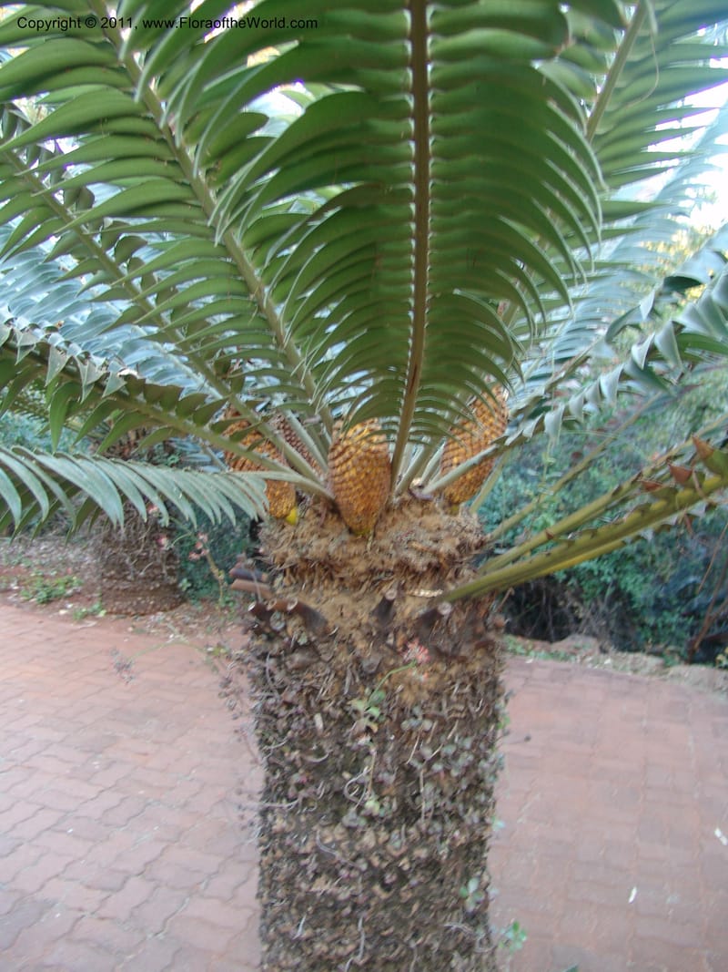 Encephalartos transvenosus, 18635--So. Africa. Pretoria Nat. Bot. Gard. 25 Jun 04. 123.jpg