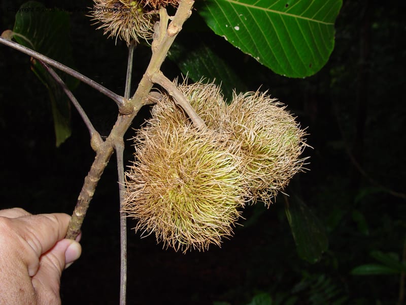 Sloanea grandiflora, JSmith4209--Fr. Guiana. Matoury Mts, near Cayenne. 21 Mch 02. 004.jpg
