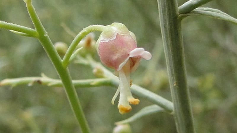 Scrophularia xanthoglossa, A. G. Miller 120.A12--Iraq. Kurdistan. Shakh-i Pira Magun. 9 June 2010. 206 (1).jpg