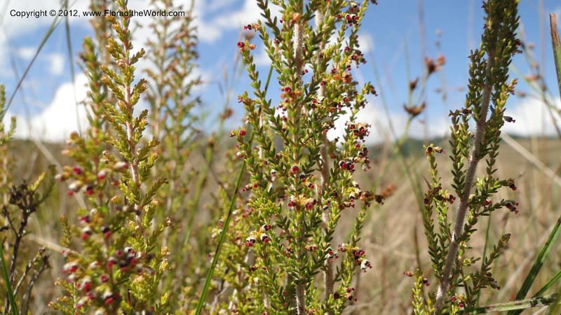 Erica aristata, N. Manjato 178--Madagascar. E of Ambositra toward Antoetra. 2 May 2010 182 (7).jpg