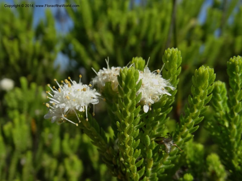 Agathosma collina, Davidson, C 12301--South Africa. Western Cape. De Hoop Nature Res. 22 Jan 2014. DSC01681 (105).JPG