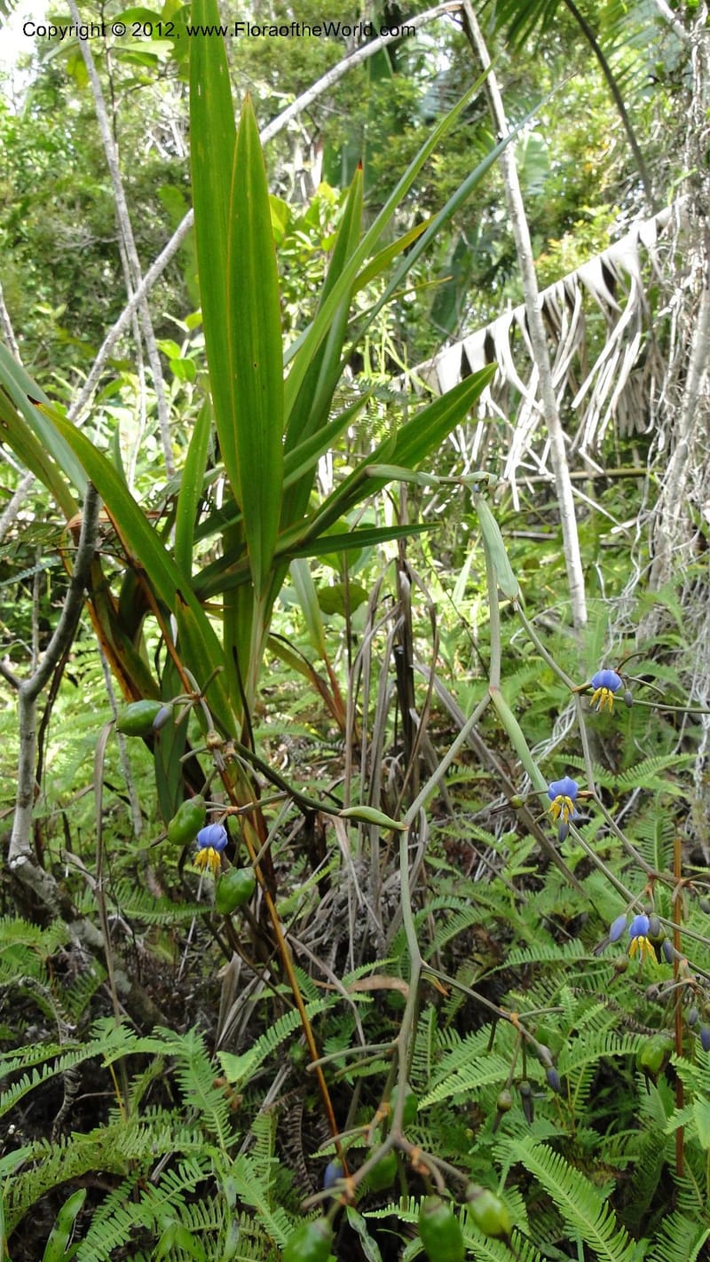 Dianella ensifolia, A. Ramahefaharivelo 168--Madagascar. Ambolotara. Ambodini, Vatovavy. 3 May 2010 177 (51).jpg