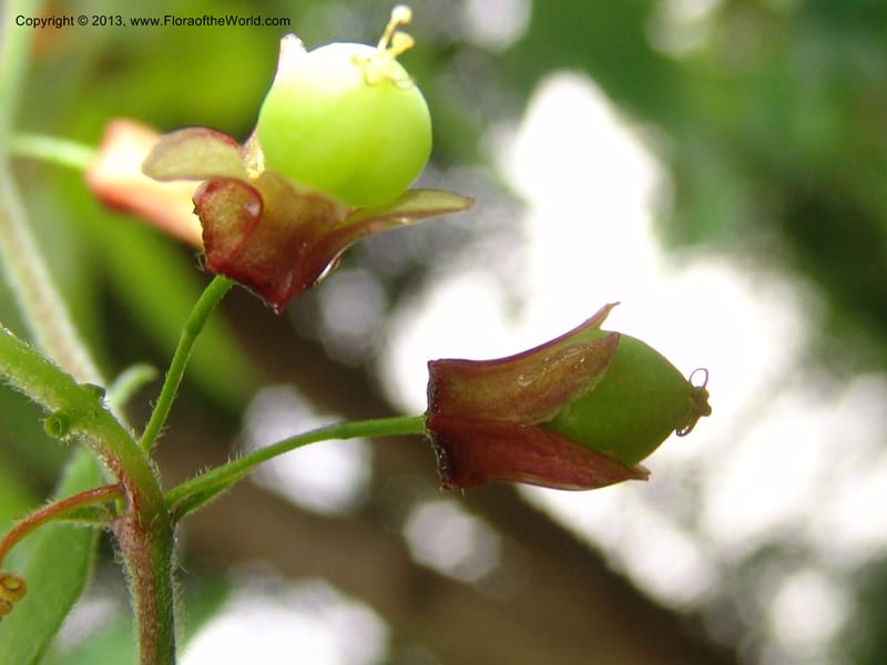 Passiflora suberosa--So.Africa. Lowveld Nat. Bot. Gard. 14 Mch 05. 123.jpg