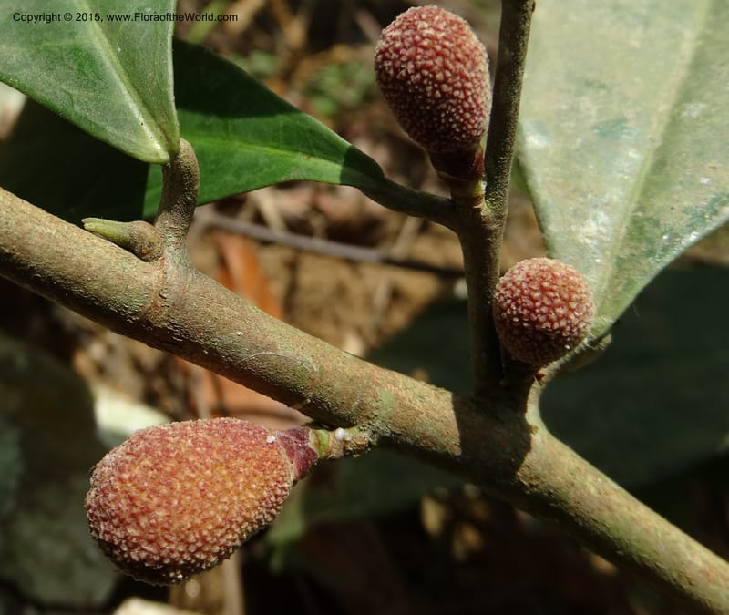 Treculia obovoidea, Davidson, C 12341--Cameroon. Mokoko For. Res. 20 Mar 2014. DSC02622 (259).JPG