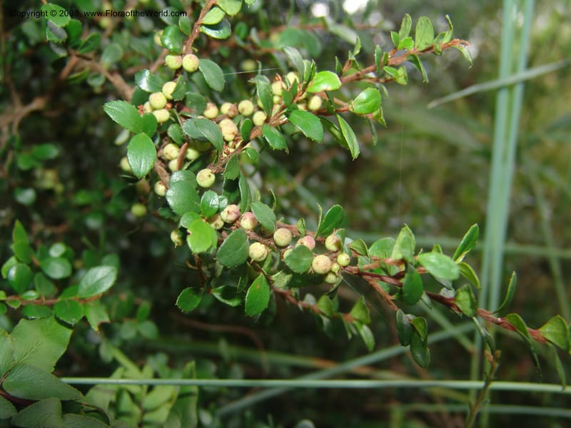 Myrsine africana--So.Africa. Mpumal. Buffelskloof Private Nat. Res. 17 Mch 05. 207.jpg