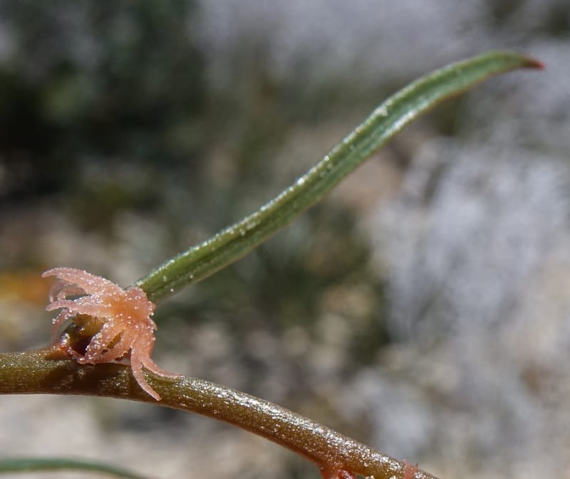 Tersonia cyathiflora, Davidson, C 13428--, Australia. W.A. Green Head-Coorow Rd. Stop 2. 24 Oct 2016. DSC04873 (92).JPG
