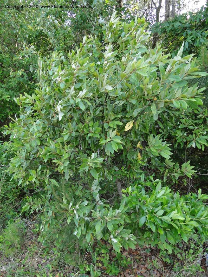 Persea palustris, Mori, S 27409, USA, North Carolina, Pender Co., Hwy 117,3.9 miles N of Burgaw, 21 May 2010 (1).JPG