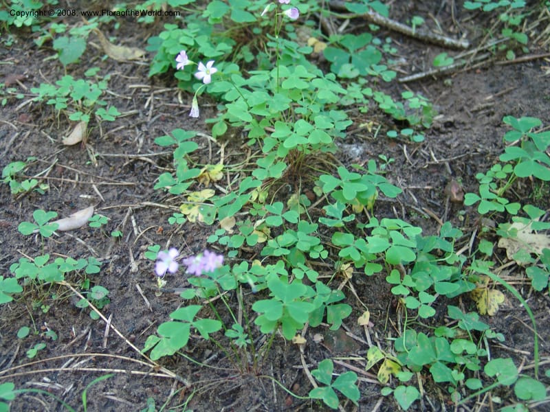Oxalis alpina--AZ. Coconino Co. Oak Cr Canyon. W Fork Trail 108. 4 Sep 04. 148.jpg