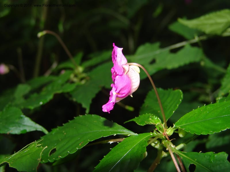 Impatiens, ROR1588--Madag. Parc Nat. Montagne d'Ambre. 11 Nov 06. 171.jpg