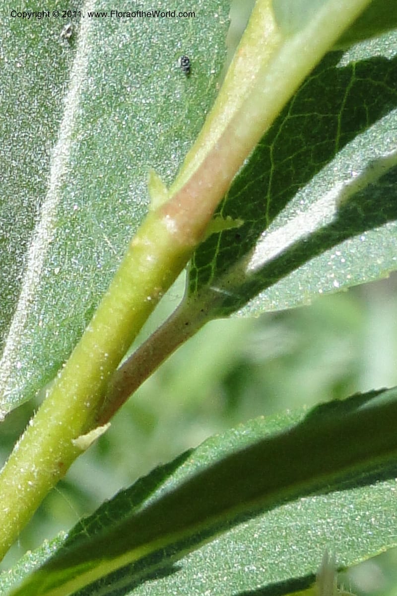 Salix, Davidson, C 11870--Idaho. Idaho Co. Warren Wagon Rd. 8 July 2011. 074 (15).jpg