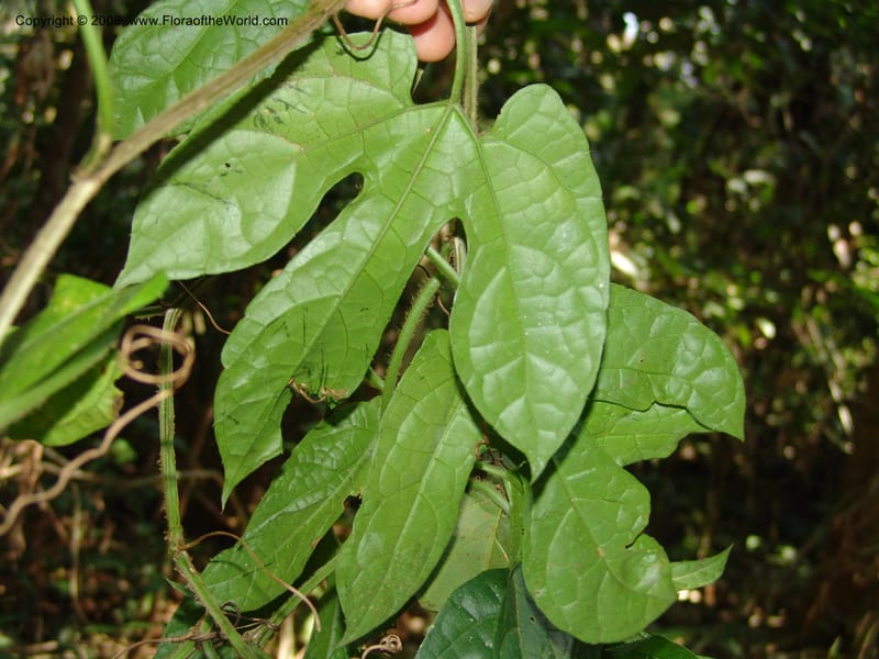 Gurania acuminata, AAraujoM3132--Bolivia. Pq. Nal. Madidi. Chalalan, Send. Jaguar. 25 Sep 06. 497.jpg