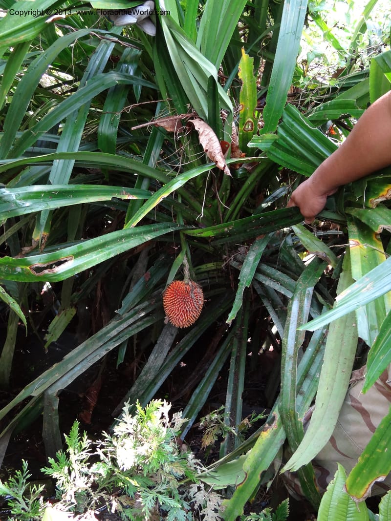 Pandanus fusinus, Callmander 1006--Sarawak. Gunong Fairy. 27 Mar 2012. DSC05525 (12).JPG