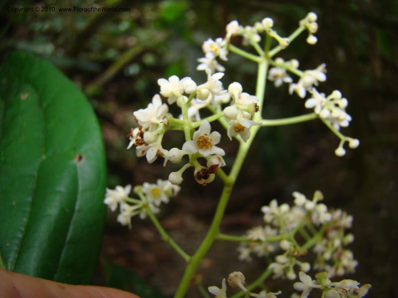 Nectandra purpurea, B. Hammel 24683--Costa Rica. Prov. Limon. Selva Bananito Lodge. 13 Apr 08. 229 (1).jpg