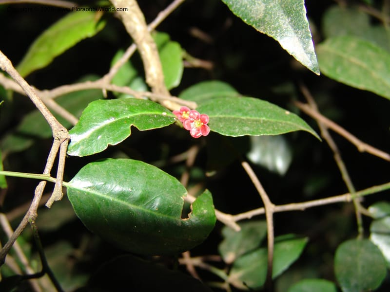 Maytenus acuminata--Kenya. Limuru. Forest fragment near Brackenhurst Ctr. 11 Jul 04. 077.jpg
