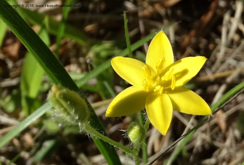 Hypoxis hirsuta, Davidson, C 12977--North Carolina. Clay Co. Buck Cr. 13 May 2015. DSC04619 (135).JPG